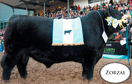 Zorzal Las tres Marias